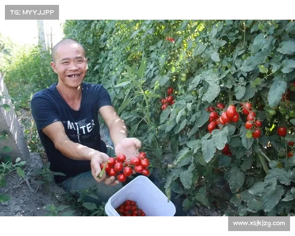 七大高地红石榴种植技巧助你提升产量收获更多果实 七大高地红石榴种植技巧助你提升产量收获更多果实